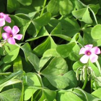 Oxalis